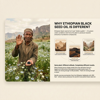 Revillio - Ethiopian Black Seed Oil